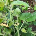 Physalis ixocarpa Blad