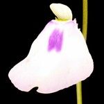 Utricularia pubescens Цвят