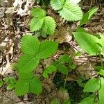 Fragaria moschata Folio