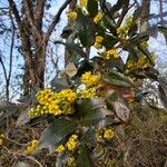 Berberis aquifolium പുഷ്പം