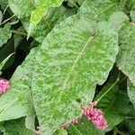 Bistorta amplexicaulis Frunză