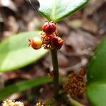 Phyllanthus macrochorion Flower