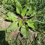 Plantago rugelii Folha