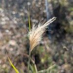 Bothriochloa barbinodis Φρούτο