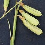 Crotalaria pilosa Anders