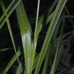 Carex hirsutella Kora