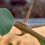 Ziziphus spina-christi Kabuk