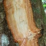 Coelocaryon preussii Corteza