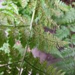 Dryopteris dilatata Inny