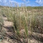 Ammophila arenaria Alkat (teljes növény)