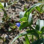 Commelina ensifolia 花