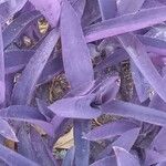 Tradescantia pallida List