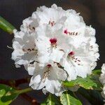 Rhododendron uvariifolium Flor
