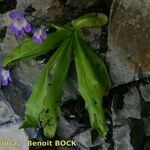 Pinguicula longifolia Otro