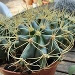 Ferocactus glaucescens Foglia