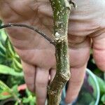 Tithonia diversifolia 樹皮