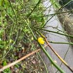 Smilax rotundifolia 花