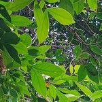 Inga laurina Leaf