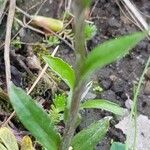 Antennaria neglecta Blatt