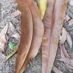 Lophira alata Leaf