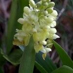 Orchis pallens Kvet