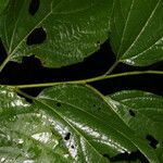 Colubrina triflora Leaf