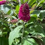 Buddleja japonica Fleur