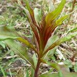 Lactuca indica ഇല