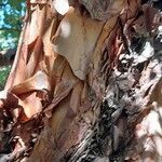 Polylepis australis Bark