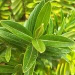 Veronica salicifolia ഇല