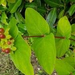 Hypericum androsaemum Ліст