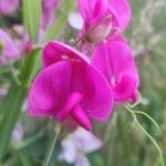 Lathyrus latifoliusКветка