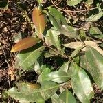 Syzygium guineense Folha
