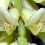 Astragalus canadensis Kvet