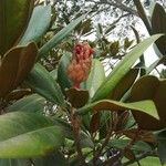 Magnolia grandiflora Fruit