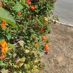 Lantana camaraFlower