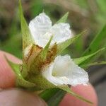 Elleanthus caricoides Çiçek