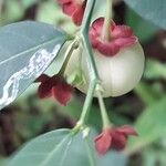 Sauropus androgynus Fruit