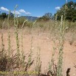 Bassia laniflora Alkat (teljes növény)