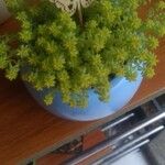 Sedum japonicum Hoja