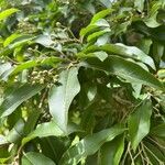 Photinia davidiana 叶