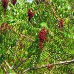 Rhus copallinum 果實