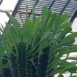 Euphorbia abyssinica Hoja