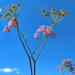 Peucedanum ostruthium Агульны выгляд