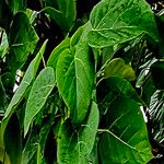 Paulownia fortunei Hoja