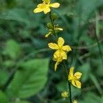 Agrimonia gryposepala Flower