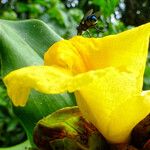Costus afer Λουλούδι