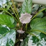 Dorstenia elata Кветка