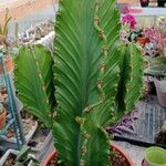 Euphorbia murielii Foglia