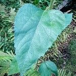 Helianthus annuus Leaf